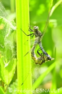 Orthétrum réticulé (Orthetrum cancellatum)