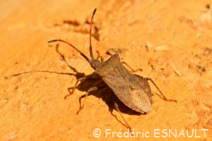 Punaise brune ou Corée marginée (Coreus marginatus)