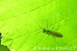 Tenthrède verte (Rhogogaster viridis)