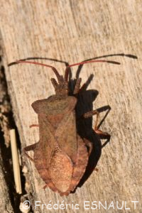 Punaise brune ou Corée marginée (Coreus marginatus)