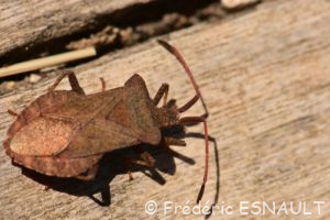 Punaise brune ou Corée marginée (Coreus marginatus)