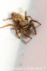 Grande saltique (Marpissa muscosa)