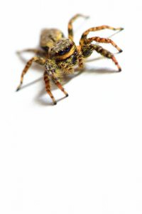 Grande saltique (Marpissa muscosa)