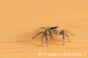 Grande saltique (Marpissa muscosa)