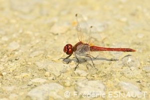 Sympétrum à nervures rouges (Sympetrum fonscolombii)