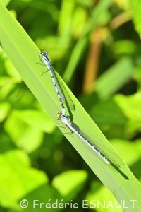 Agrion porte-coupe (Enallagma cyathigerum)