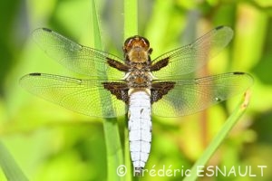 Libellule déprimée (Libellula depressa)
