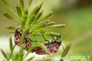 Punaise arlequin ou Graphosome rayé (Graphosoma italicum)