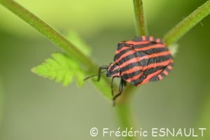 Punaise arlequin ou Graphosome rayé (Graphosoma italicum)