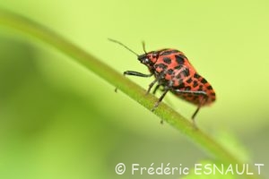 Punaise arlequin ou Graphosome rayé (Graphosoma italicum)