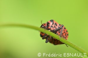 Punaise arlequin ou Graphosome rayé (Graphosoma italicum)