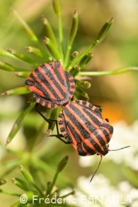 Punaise arlequin ou Graphosome rayé (Graphosoma italicum)