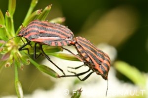 Punaise arlequin ou Graphosome rayé (Graphosoma italicum)