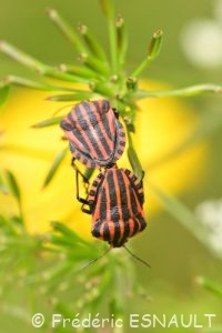 Punaise arlequin ou Graphosome rayé (Graphosoma italicum)