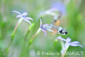Moro-sphinx (Macroglossum stellatarum)