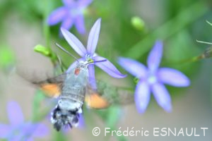 Moro-sphinx (Macroglossum stellatarum)