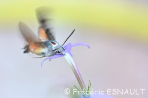 Moro-sphinx (Macroglossum stellatarum)