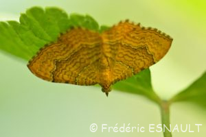 Brocatelle d'or (Camptogramma bilineata)