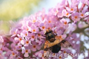 Volucelle transparente (Volucella pellucens)