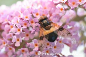 Volucelle transparente (Volucella pellucens)