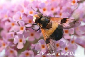 Volucelle transparente (Volucella pellucens)