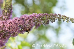 Arbre aux papillons ou Buddleia de David (Buddleja davidii)