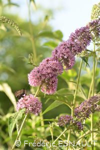 Arbre aux papillons ou Buddleia de David (Buddleja davidii)