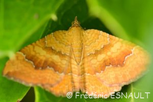 Brocatelle d'or (Camptogramma bilineata)