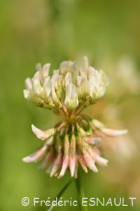 Trèfle blanc ou Trèfle rampant (Trifolium repens)