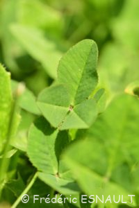Trèfle blanc ou Trèfle rampant (Trifolium repens)