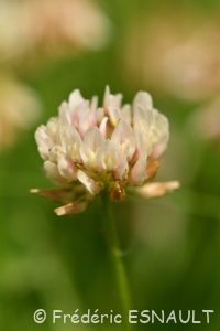 Trèfle blanc ou Trèfle rampant (Trifolium repens)