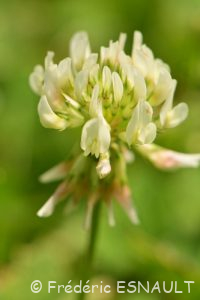 Trèfle blanc ou Trèfle rampant (Trifolium repens)