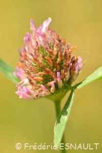 Trèfle des prés ou Trèfle violet (Trifolium pratense)
