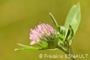 Trèfle des prés ou Trèfle violet (Trifolium pratense)