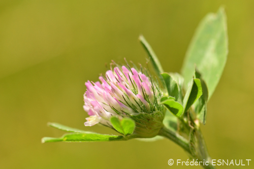 Nouveauté : Trèfle des prés (Trifolium pratense)