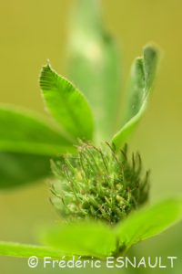 Trèfle des prés ou Trèfle violet (Trifolium pratense)