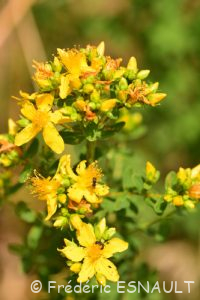 Millepertuis à quatre ailes (Hypericum tetrapterum)