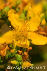 Millepertuis à quatre ailes (Hypericum tetrapterum)