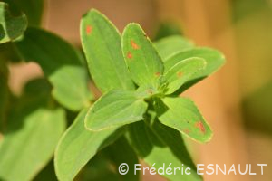 Millepertuis à quatre ailes (Hypericum tetrapterum)