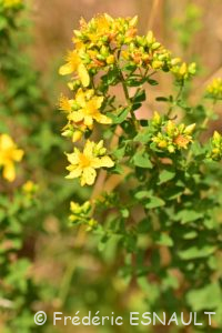 Millepertuis à quatre ailes (Hypericum tetrapterum)