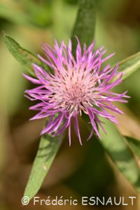 Centaurée jacée (Centaurea jacea)
