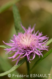 Centaurée jacée (Centaurea jacea)