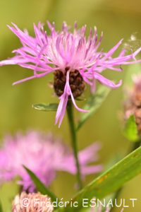 Centaurée jacée (Centaurea jacea)