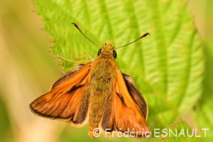 Sylvaine (Ochlodes sylvanus)