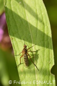 Empis livide (Empis livida)