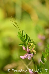 Vesce des haies (Vicia sepium)