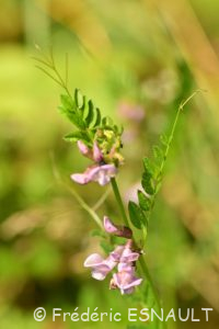 Vesce des haies (Vicia sepium)
