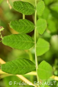 Vesce des haies (Vicia sepium)