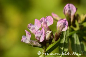 Vesce des haies (Vicia sepium)
