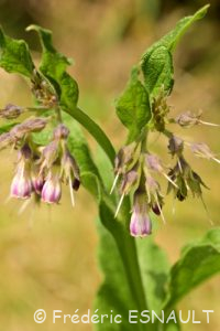 Cousoudre officinale ou Grande consoude (Symphytum officinale)